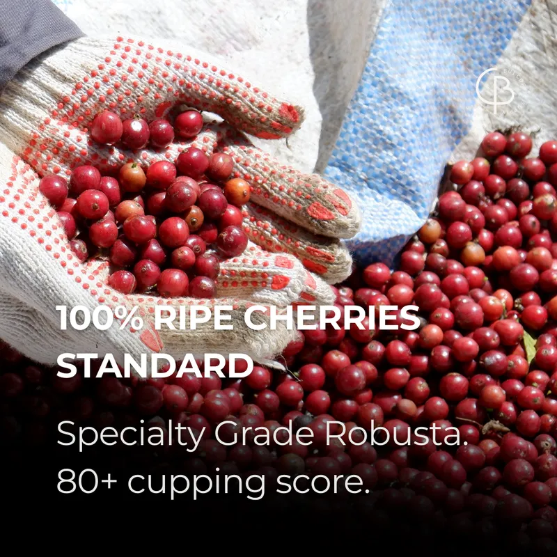 100% ripe cherries standard. Specialty grade Robusta, 80+ cupping score.