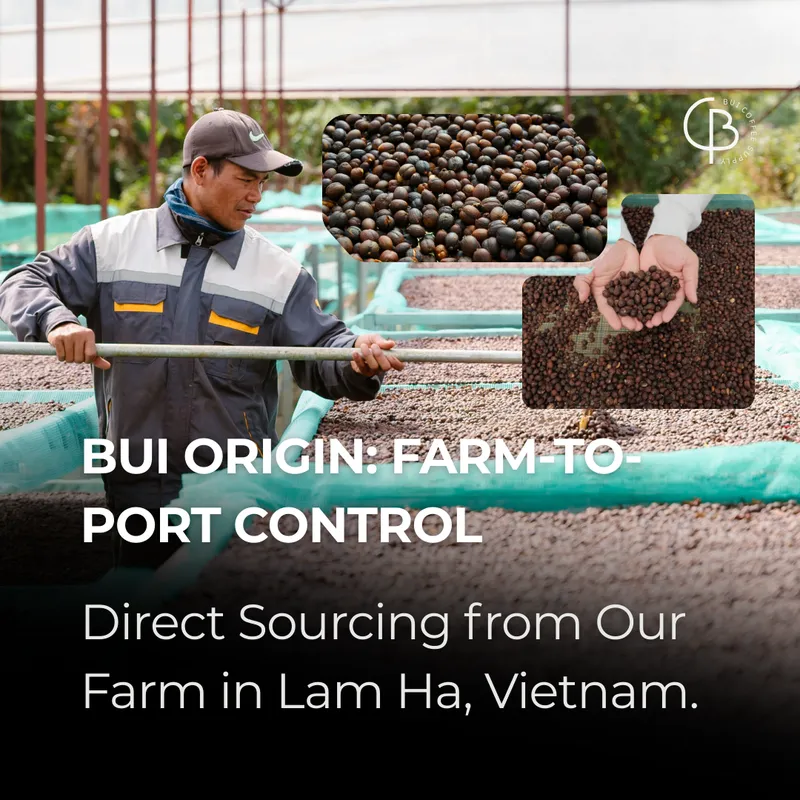 Bui Origin: farm-to-port control. Direct sourcing from our farm in Lam Ha, Vietnam.