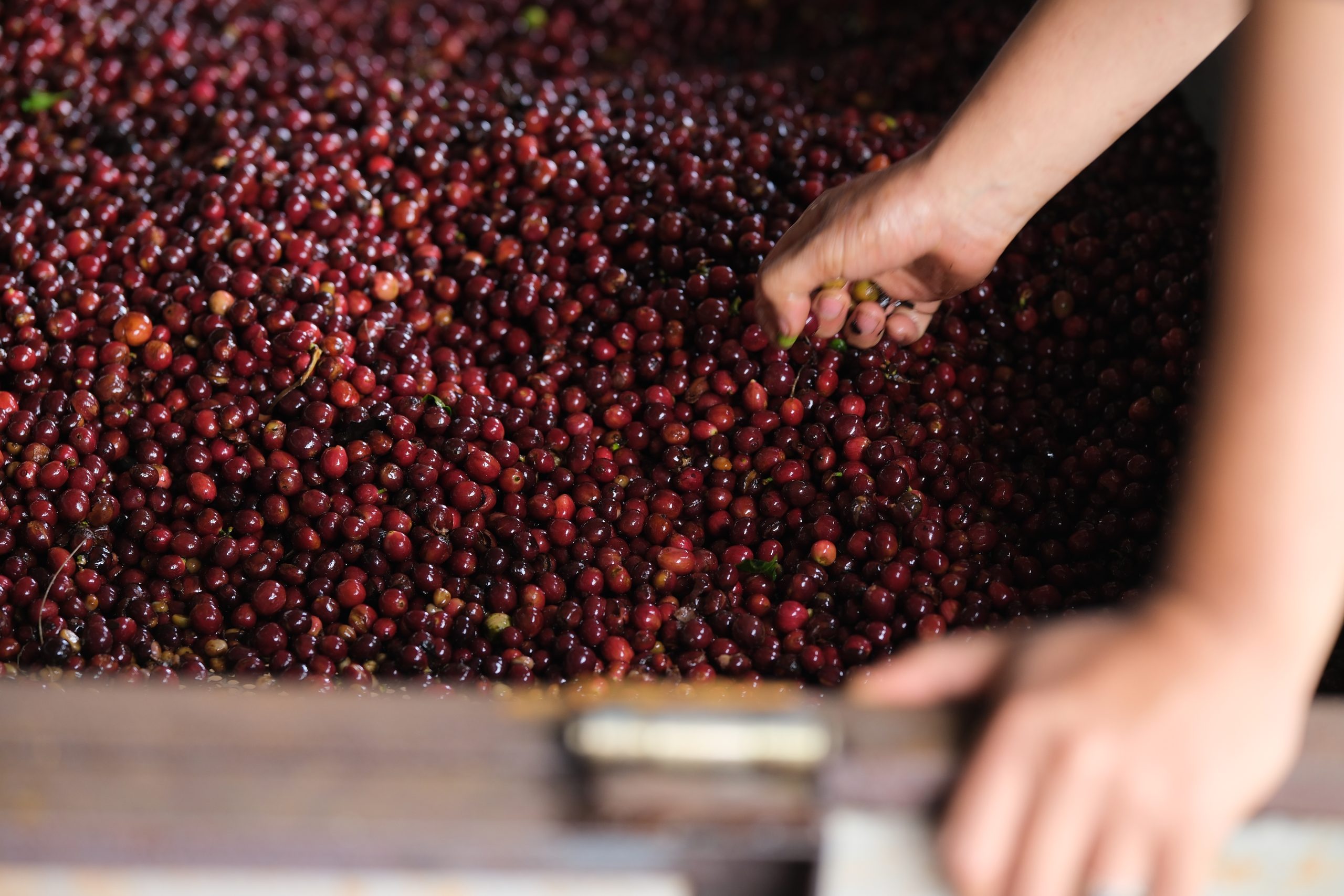 Hạt cà phê Fine Robusta chất lượng cao tại Bui Coffee Supply