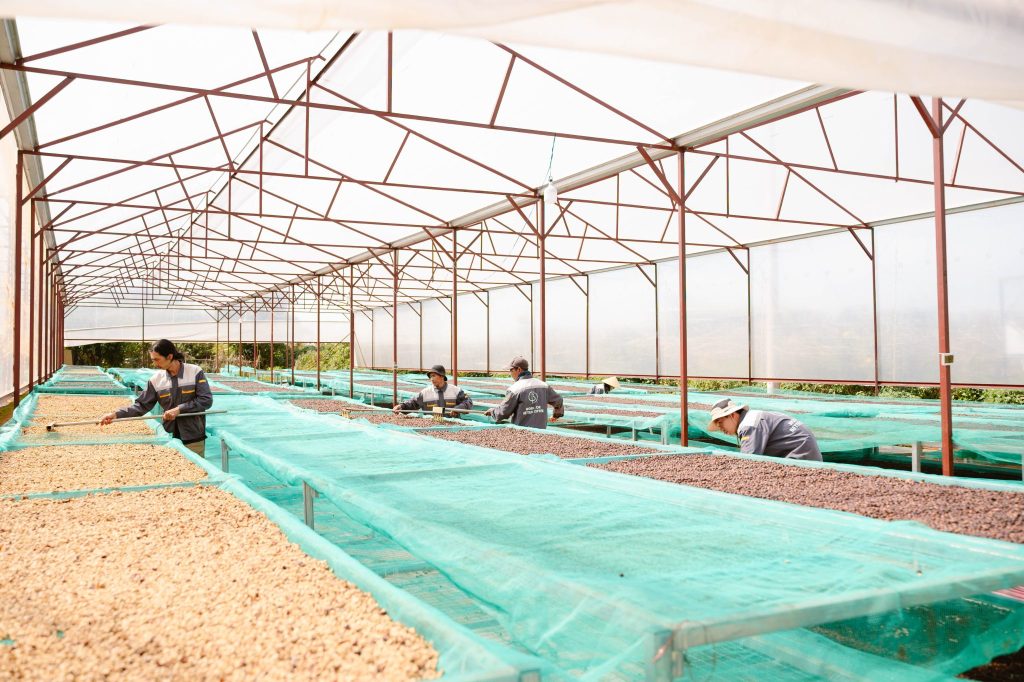 farm của Bui Coffee Supply