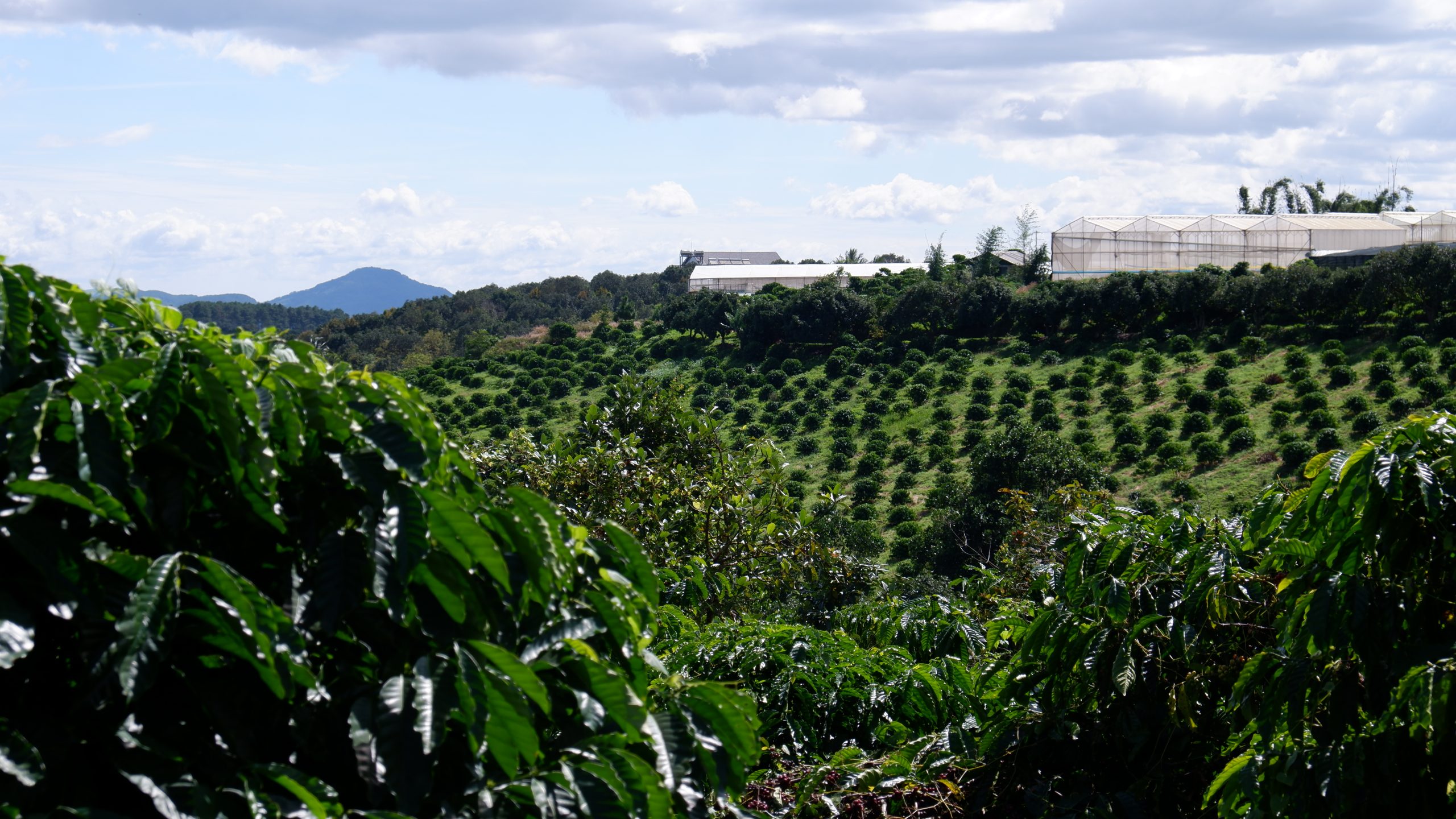 Arabica Cau Dat