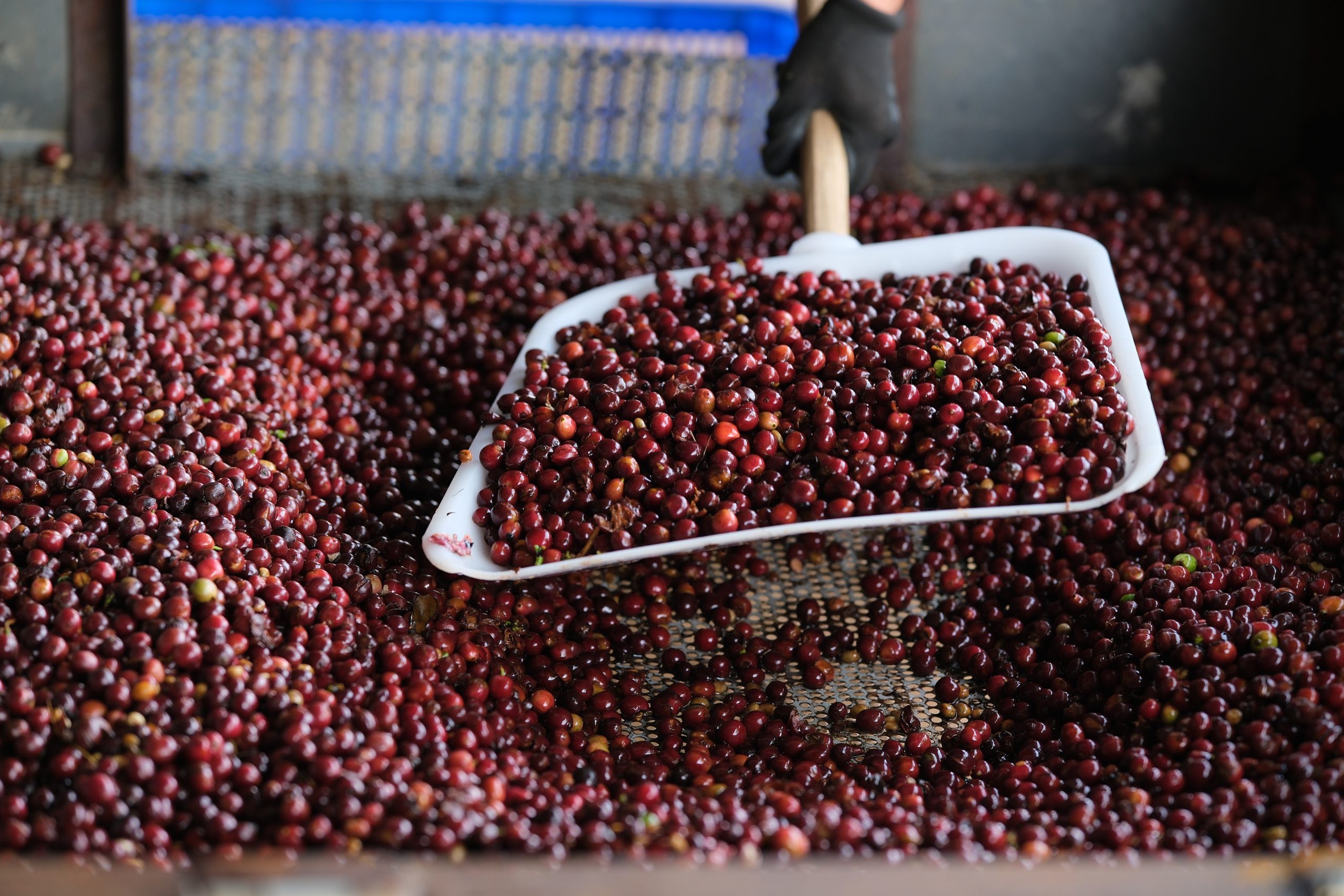 sơ chế