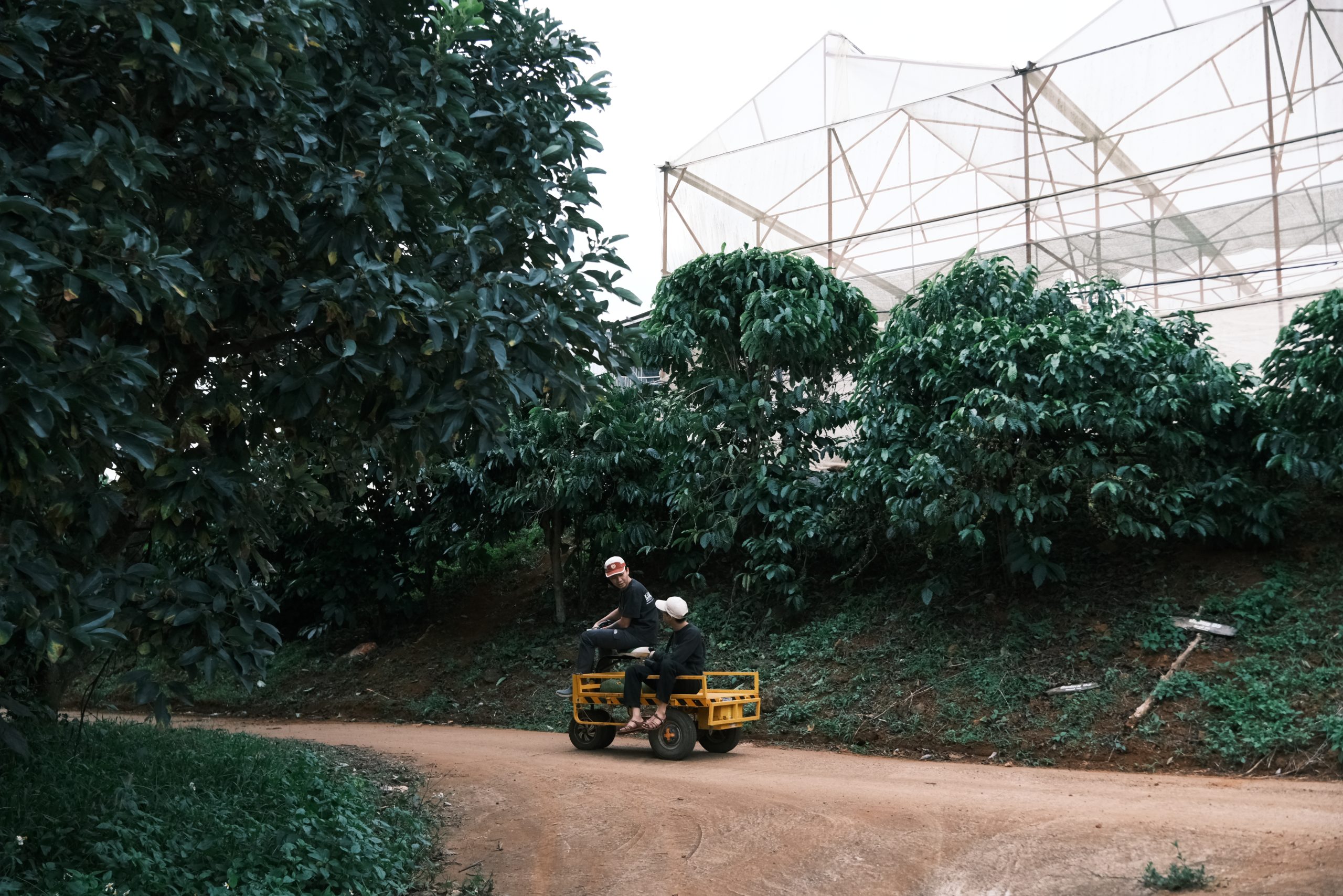 Cà phê Fine Robusta Red Root nguyên chất từ Farm Bùi Origin