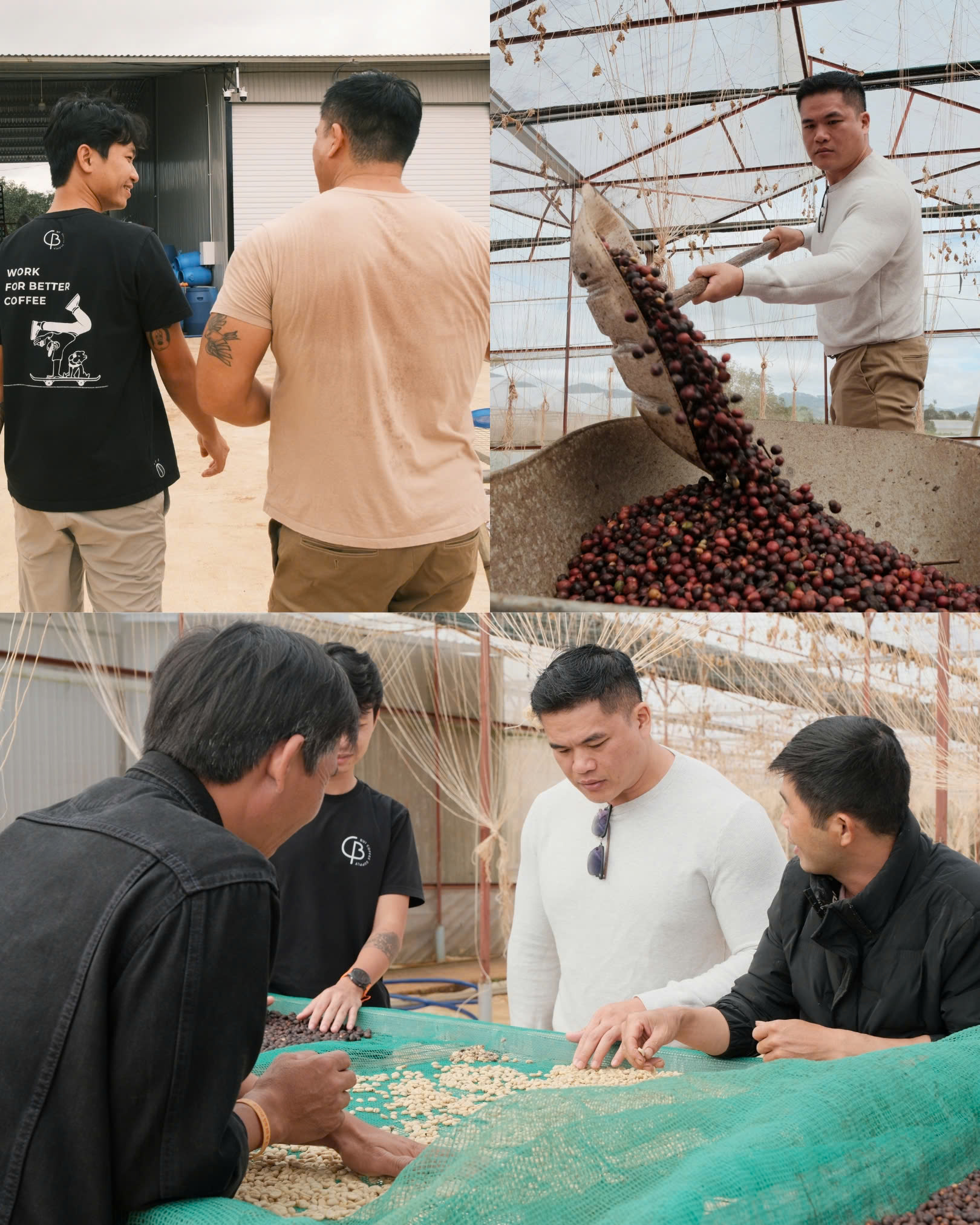 Quy trình kiểm soát chất lượng xuất khẩu cà phê sang Mỹ tại nông trại Bui Coffee Supply