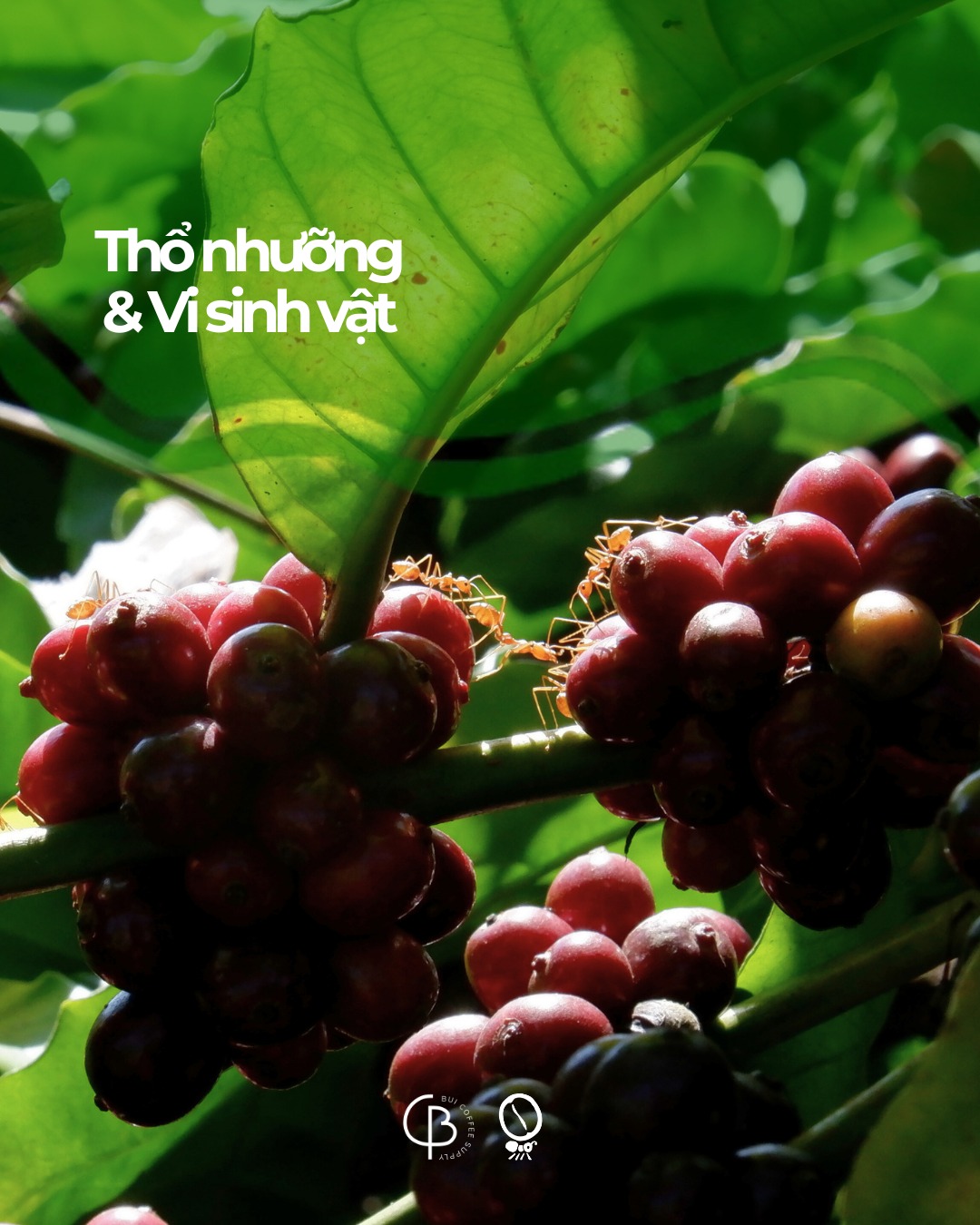 Thổ nhưỡng và Vi sinh vật