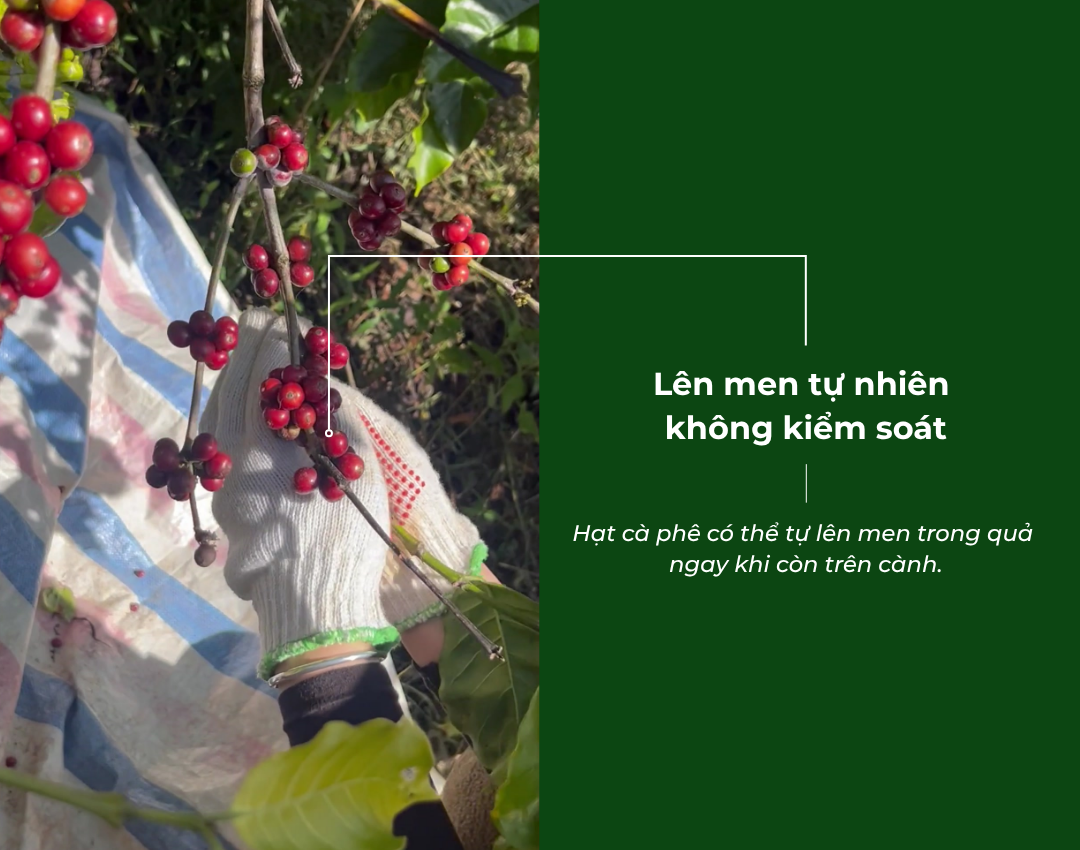 QUY TRÌNH LÊN MEN CÀ PHÊ