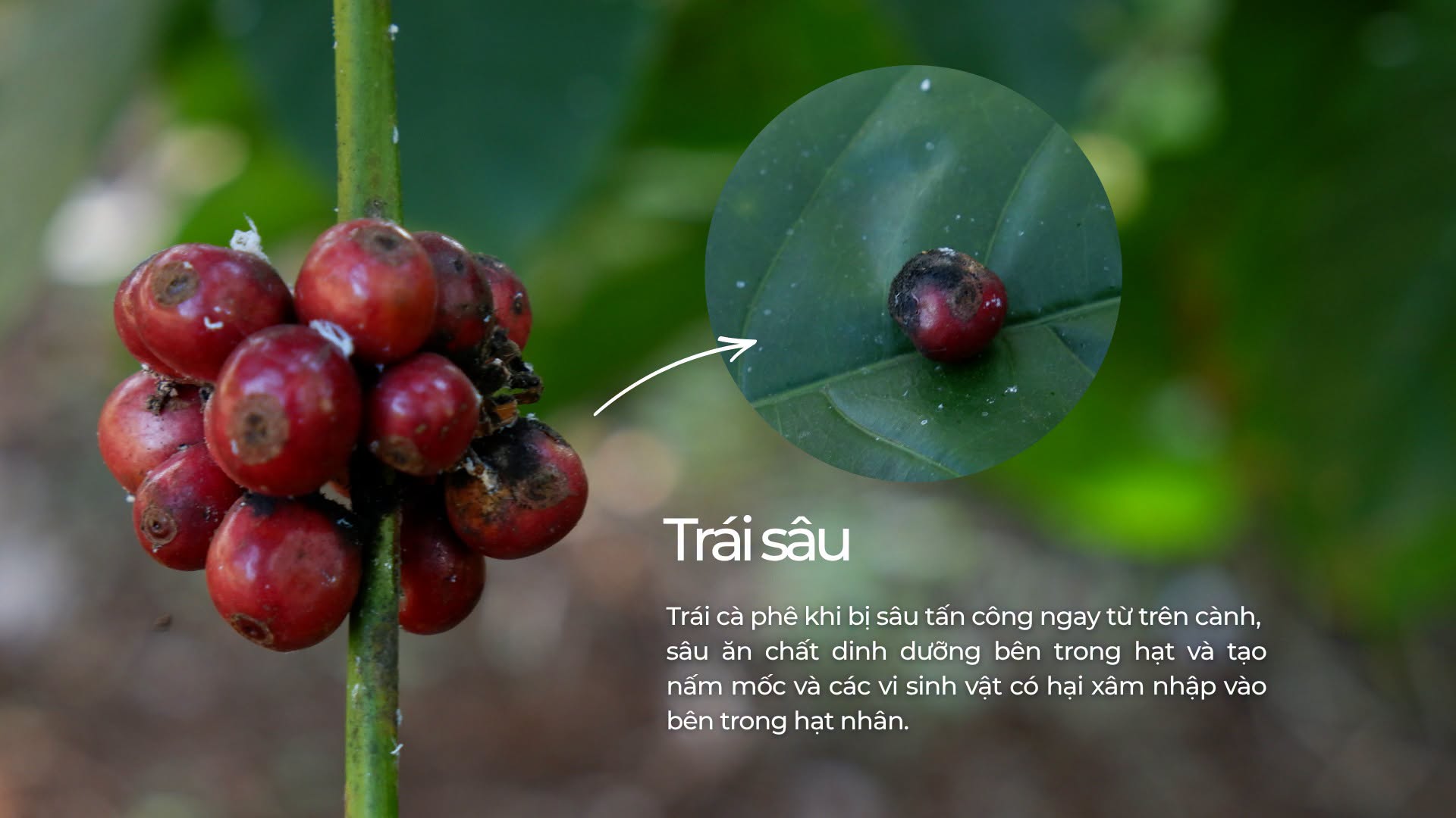 Quy trinh chon loc ca phe tuoi tai Bui Origin
