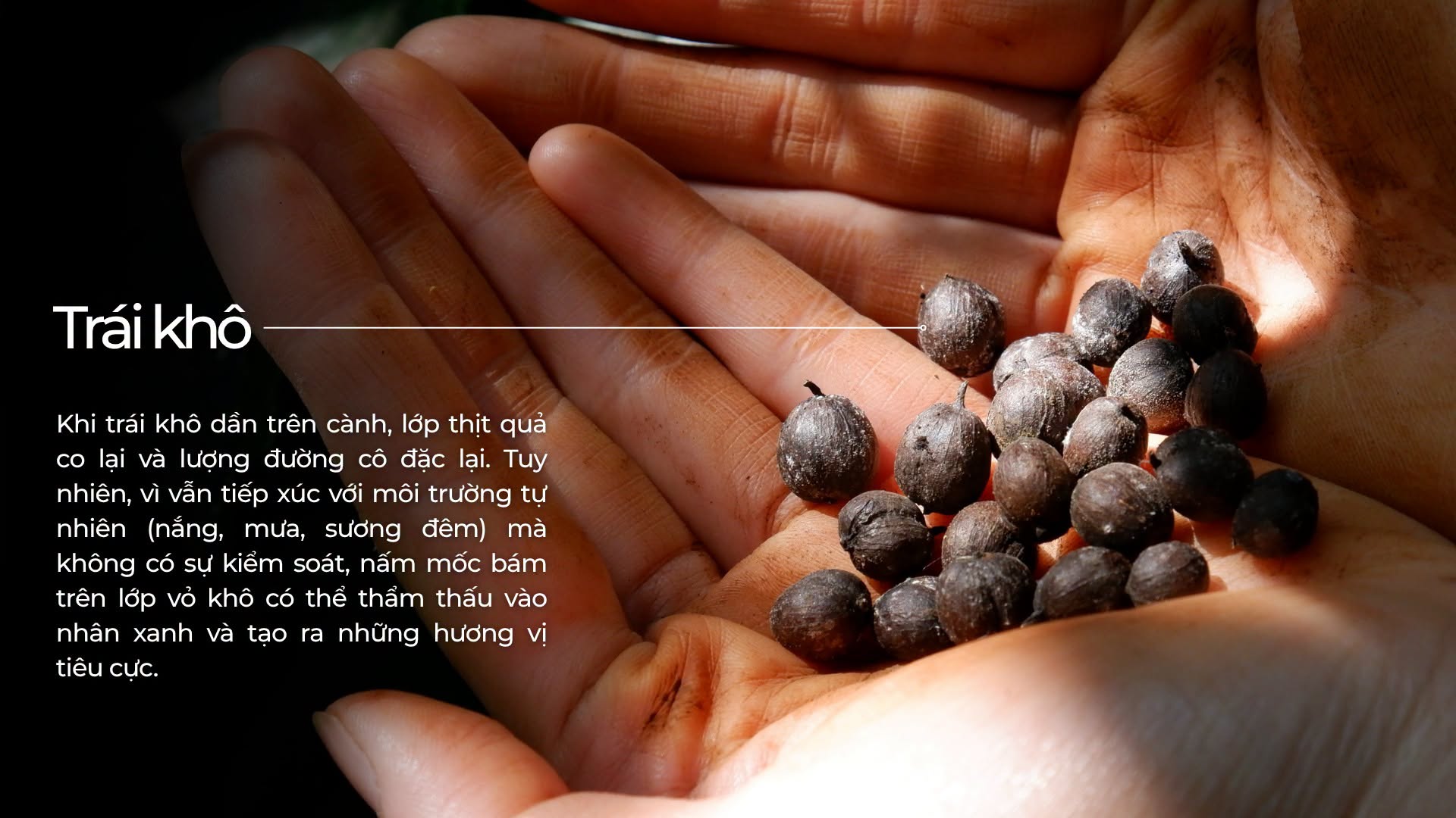 Quy trinh chon loc ca phe tuoi tai Bui Origin