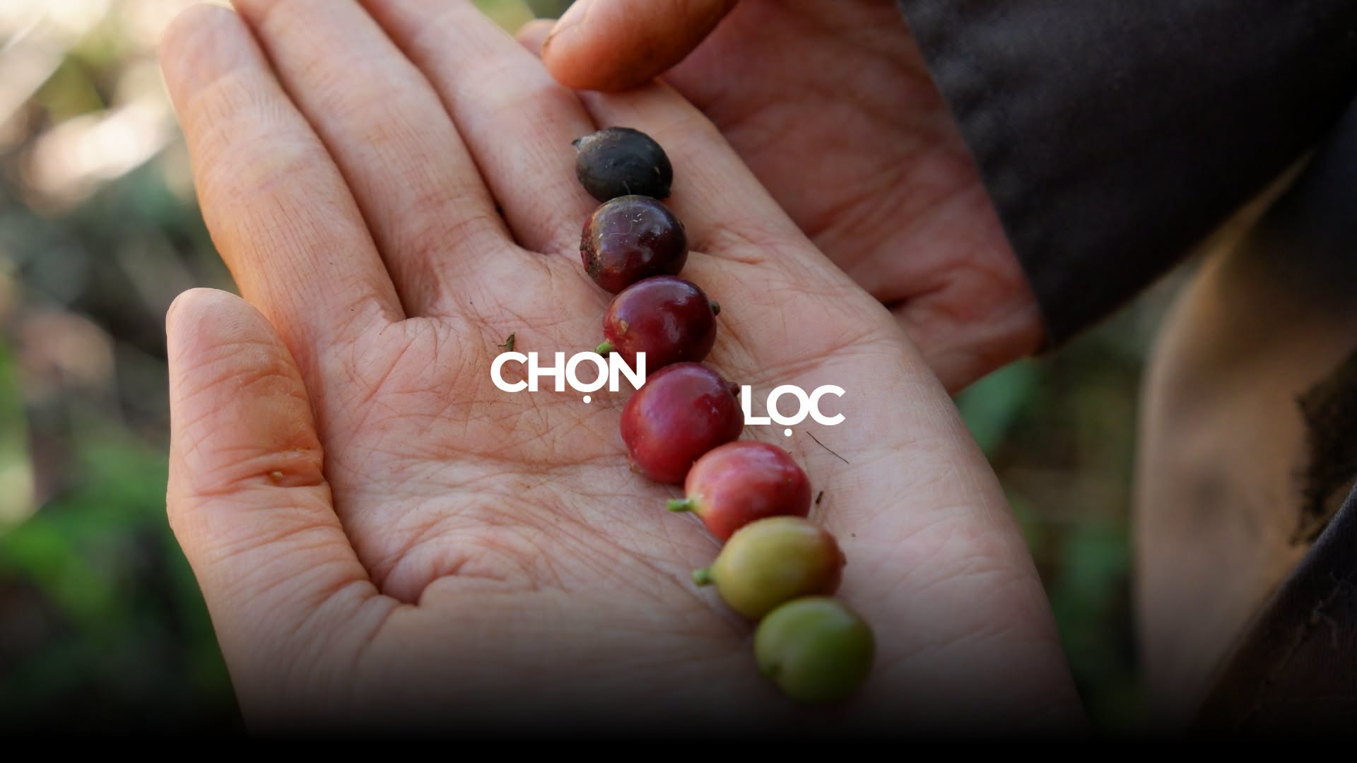 Quy trinh chon loc ca phe tuoi tai Bui Origin