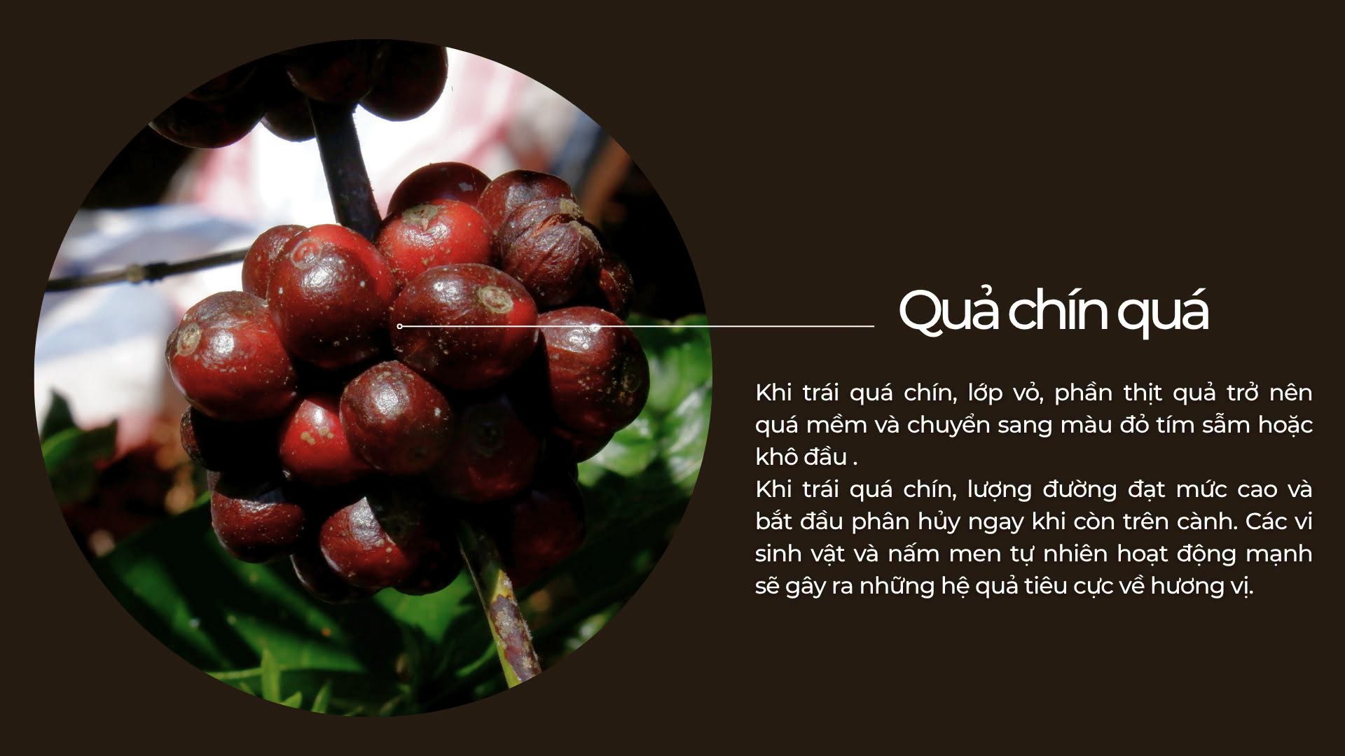 Quy trinh chon loc ca phe tuoi tai Bui Origin