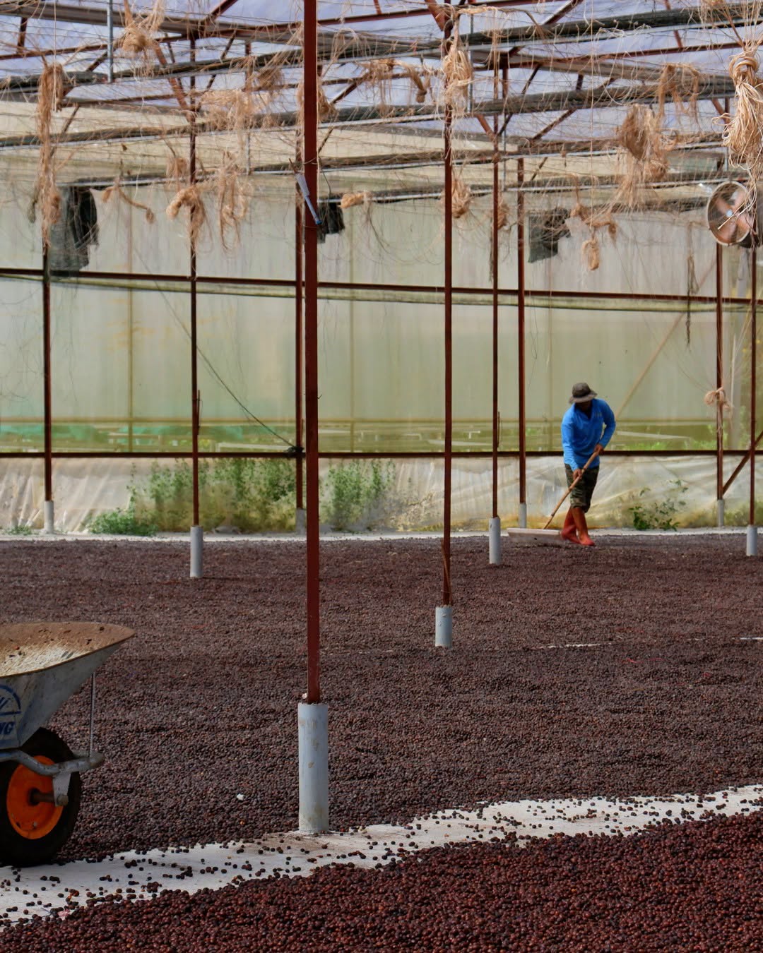 fine robusta được yêu thích nhất 2026