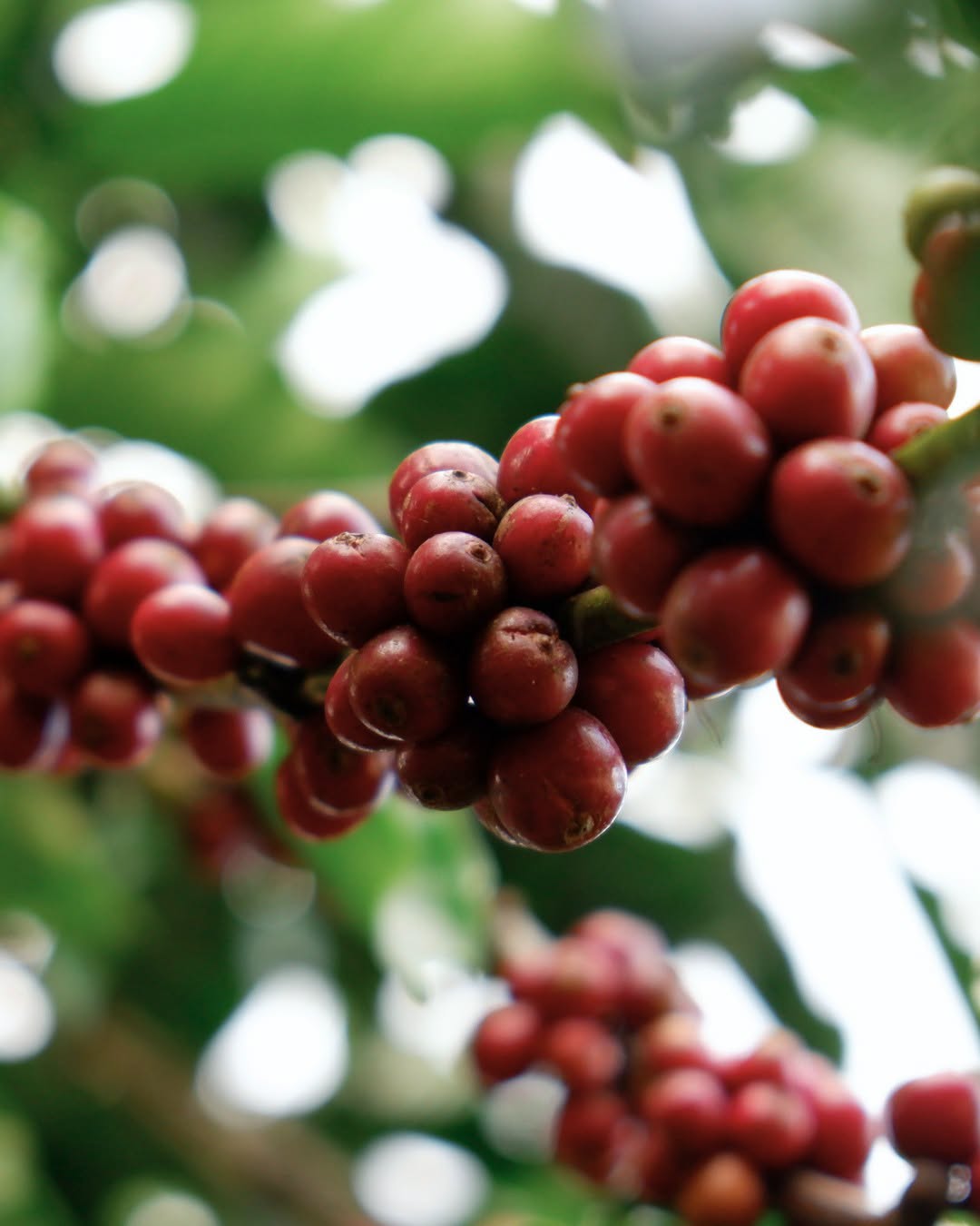 fine robusta được yêu thích nhất 2026