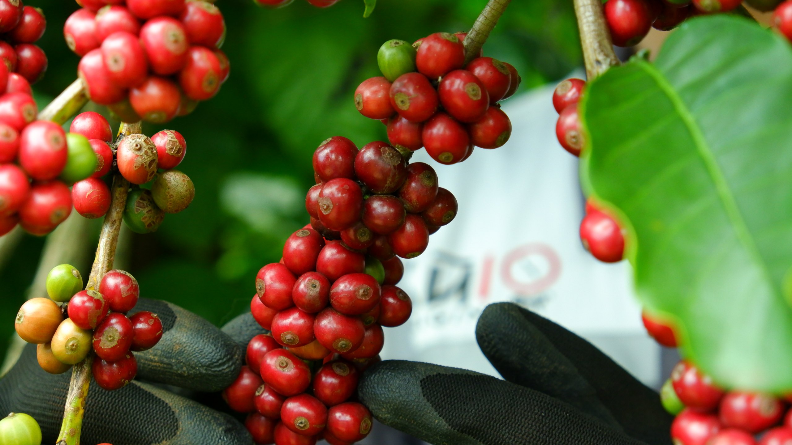 Nông dân tại nông trại Bui Origin